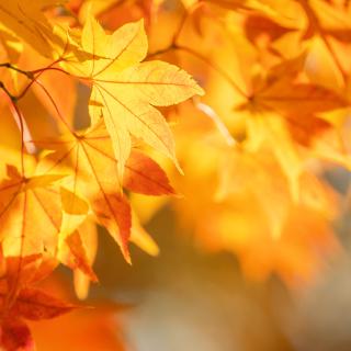 Jesień zawitała do świetlicy!